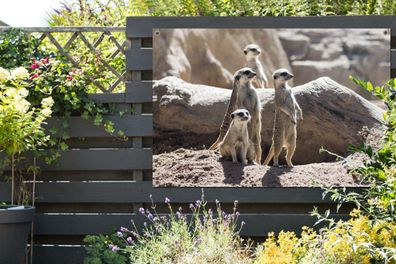 Gartenposter - 120x80 cm - Familie - Erdmännchen - Tiere (Gr. 120x80 cm)