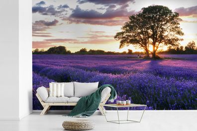 Fototapete - 600x400 cm - Lavendelfelder in England bei Sonnenuntergang