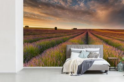 Fototapete - 360x240 cm - Rollende Lavendelfelder in Großbritannien bei Sonnenunterga