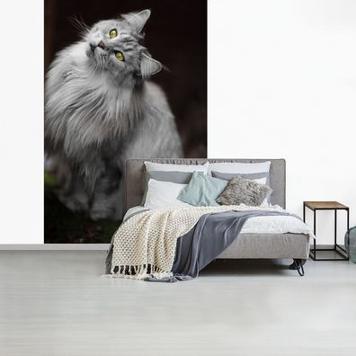 Fototapete - 195x300 cm - Weiße und graue Maine Coon Katze (Gr. 195x300 cm)