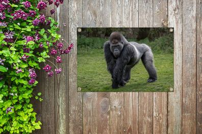 Gartenposter - 60x40 cm - Ein Gorilla geht auf seinen Händen und Beinen