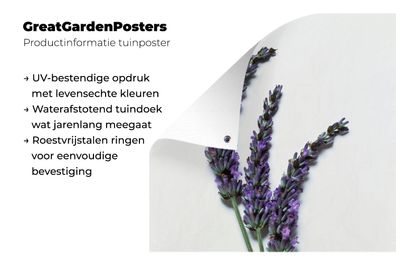 Gartenposter - 90x120 cm - Nahaufnahme von drei Lavendelzweigen vor einem weißen Hint