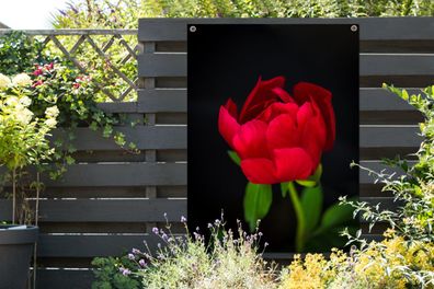 Gartenposter - 90x120 cm - Eine Knospe einer roten Pfingstrose mit schwarzem Hintergr