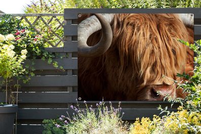 Gartenposter - 120x90 cm - Scottish Highlander Bull - Nahaufnahme - Kuhkopf