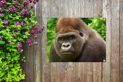 Gartenposter - 80x60 cm - Nahaufnahme des Gesichts eines männlichen Gorillas