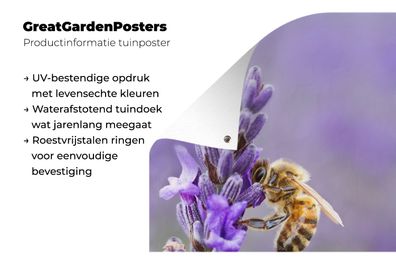 Gartenposter - 40x60 cm - Biene auf Lavendel (Gr. 40x60 cm)