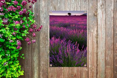 Gartenposter - 60x90 cm - Sonnenuntergang beleuchtet Lavendelfeld in Frankreich