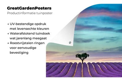 Gartenposter - 80x120 cm - Lavendelfeld bei Sonnenuntergang mit Baum am Horizont