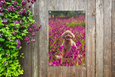 Gartenposter - 40x60 cm - Hund - Blumen - Lavendel - Frühling (Gr. 40x60 cm)