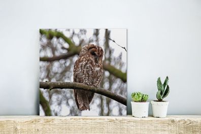 Glasbilder - 20x20 cm - Ein Waldkauz ruht sich auf einem dünnen Ast aus