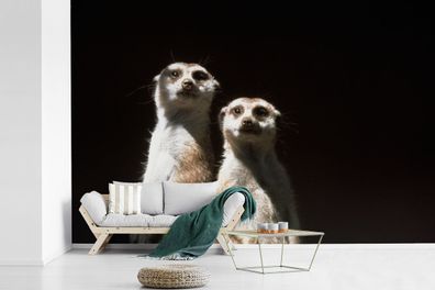 Fototapete - 525x350 cm - Schwarz - Erdmännchen - Tiere (Gr. 525x350 cm)