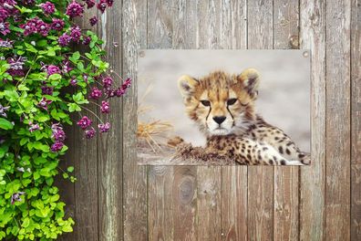 Gartenposter - 60x40 cm - Gepard - Jung - Porträt (Gr. 60x40 cm)