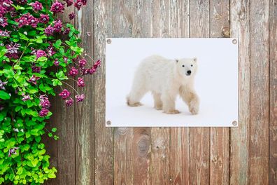 Gartenposter - 60x40 cm - Eisbär - Schnee - Weiß (Gr. 60x40 cm)