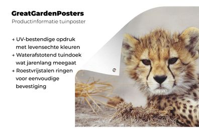 Gartenposter - 120x80 cm - Gepard - Jung - Porträt (Gr. 120x80 cm)