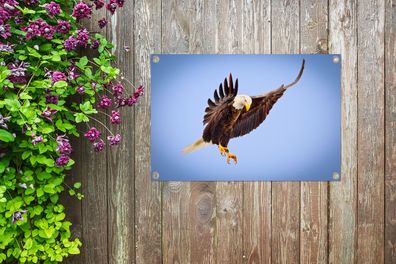 Gartenposter - 90x60 cm - Adler - Luft - Tier (Gr. 90x60 cm)