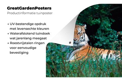 Gartenposter - 90x60 cm - Tiger - Gras - Grün (Gr. 90x60 cm)