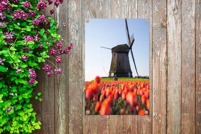 Gartenposter - 40x60 cm - Eine Mühle mit Tulpen (Gr. 40x60 cm)