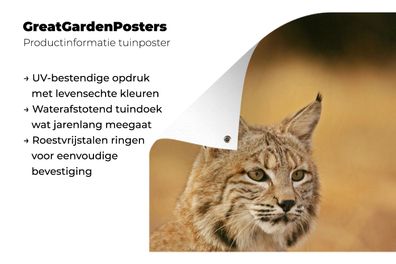 Gartenposter - 60x90 cm - Luchs - Braun - Gras (Gr. 60x90 cm)