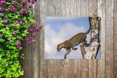 Gartenposter - 40x30 cm - Leopard - Baum - Sprung (Gr. 40x30 cm)