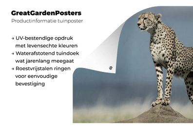 Gartenposter - 90x60 cm - Leopard - Steine - Wolken (Gr. 90x60 cm)
