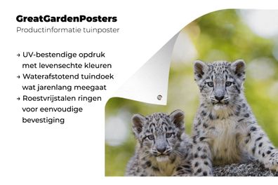 Gartenposter - 120x160 cm - Leopard - Jungtiere - Steine (Gr. 120x160 cm)