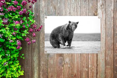 Gartenposter - 90x60 cm - Bär - Fisch - Wasser (Gr. 90x60 cm)