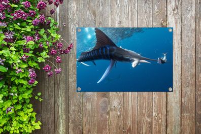 Gartenposter - 60x40 cm - Schwertfisch - Blau - Wasser (Gr. 60x40 cm)