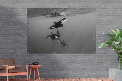 Gartenposter - 180x120 cm - Orca - Wasser - Schwarz - Weiß (Gr. 180x120 cm)