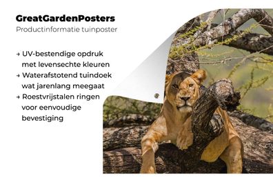 Gartenposter - 120x180 cm - Löwe - Baum - Braun (Gr. 120x180 cm)