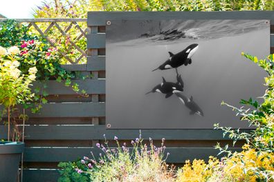 Gartenposter - 120x80 cm - Orca - Wasser - Schwarz - Weiß (Gr. 120x80 cm)