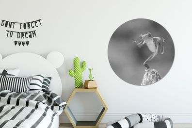 Runde Wandbilder - 90x90 cm - Der Rotaugenlaubfrosch in Costa Rica in schwarz-weiß