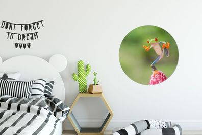 Runde Wandbilder - 60x60 cm - Der rotäugige Laubfrosch in Costa Rica (Gr. 60x60 cm)