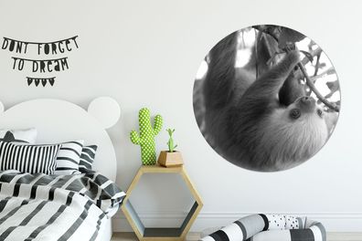 Runde Wandbilder - 120x120 cm - Baby-Faultier im Regenwald von Costa Rica in schwarz