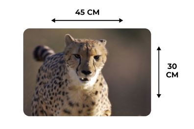 Placemats Vinyl - 6 stuks - 45x30 cm - Leopard - Sprint - Pflanzen (Gr. 45x30 cm)