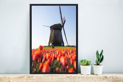 Poster - 40x60 cm - Eine Mühle mit Tulpen (Gr. 40x60 cm)