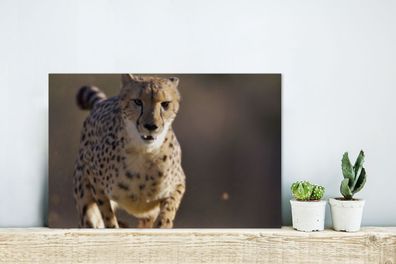 Glasbilder - 30x20 cm - Leopard - Sprint - Pflanzen (Gr. 30x20 cm)
