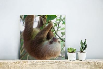 Glasbilder - 20x20 cm - Baby-Faultier im Regenwald von Costa Rica (Gr. 20x20 cm)