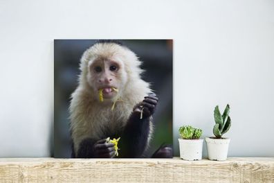 Glasbilder - 20x20 cm - Fruchtfressendes Kapuzineräffchen in Costa Rica