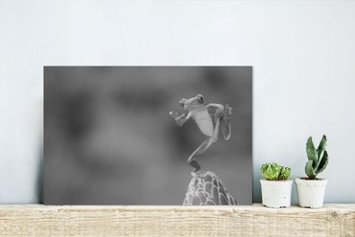 Glasbilder - 30x20 cm - Der Rotaugenlaubfrosch in Costa Rica in schwarz-weiß