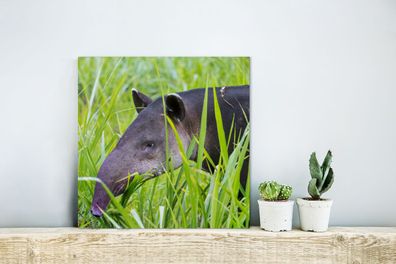 Glasbilder - 20x20 cm - Mittelamerikanischer Tapir im Nationalpark von Costa Rica