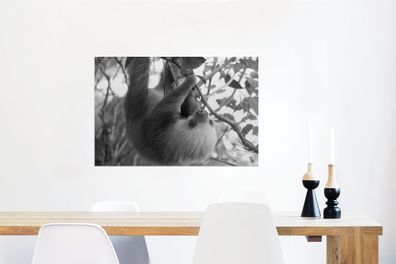 Glasbilder - 90x60 cm - Baby-Faultier im Regenwald von Costa Rica in schwarz und weiß