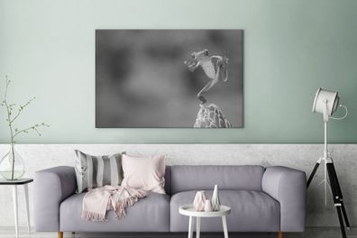 Leinwandbilder - 120x80 cm - Der Rotaugenlaubfrosch in Costa Rica in schwarz-weiß