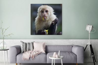 Leinwandbilder - 90x90 cm - Fruchtfressendes Kapuzineräffchen in Costa Rica