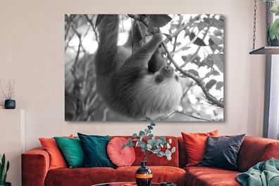 Leinwandbilder - 150x100 cm - Baby-Faultier im Regenwald von Costa Rica in schwarz un