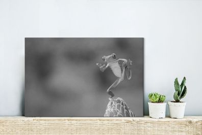 Leinwandbilder - 30x20 cm - Der Rotaugenlaubfrosch in Costa Rica in schwarz-weiß