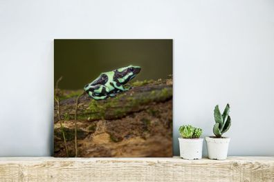 Glasbilder - 20x20 cm - Grüner Pfeilgiftfrosch auf einem Baumstamm in Costa Rica
