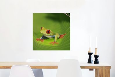 Glasbilder - 50x50 cm - Rotäugiger Laubfrosch auf einem Blatt in Costa Rica