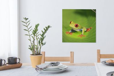 Leinwandbilder - 50x50 cm - Rotäugiger Laubfrosch auf einem Blatt in Costa Rica