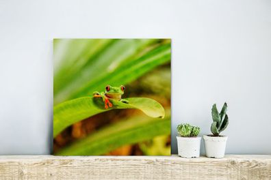 Glasbilder - 20x20 cm - Rotaugen-Makakenfrosch zwischen den Blättern in Costa Rica