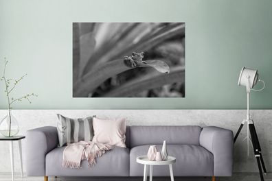 Glasbilder - 120x80 cm - Rotaugenmakak-Frosch zwischen den Blättern in Costa Rica in